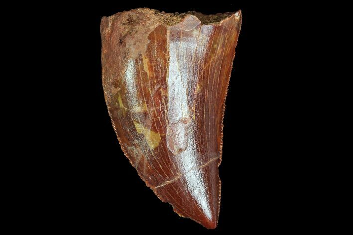 Serrated, Juvenile Carcharodontosaurus Tooth #77089